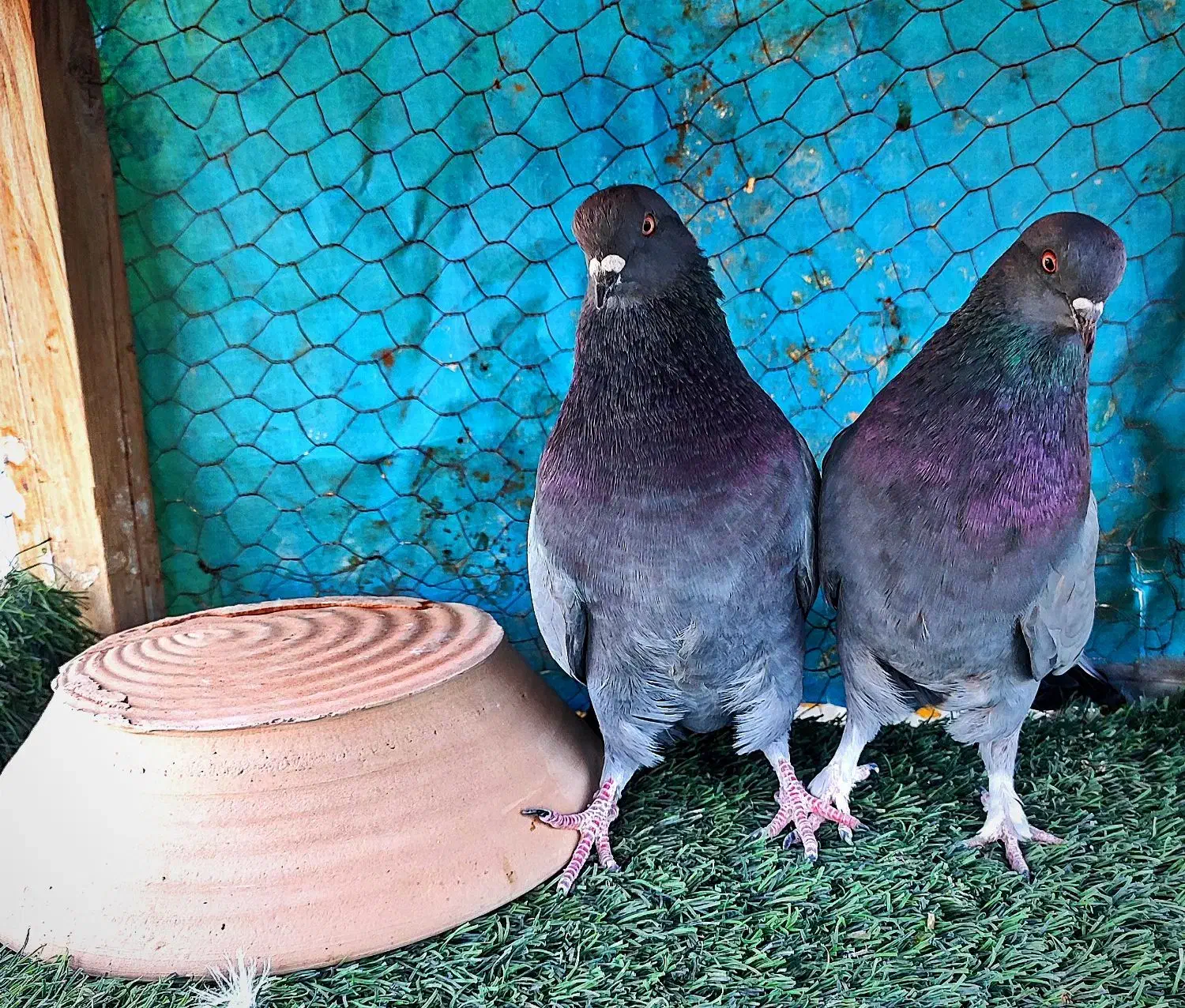 کبوتر پرشی|پرنده|کاشان, یزد‌آباد|دیوار