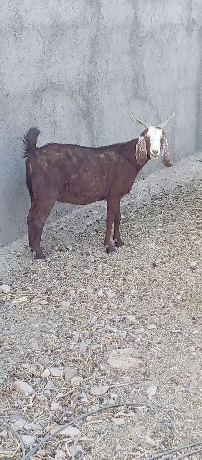 بز دورگ آبستن بره میش|حیوانات مزرعه|قائن, |دیوار