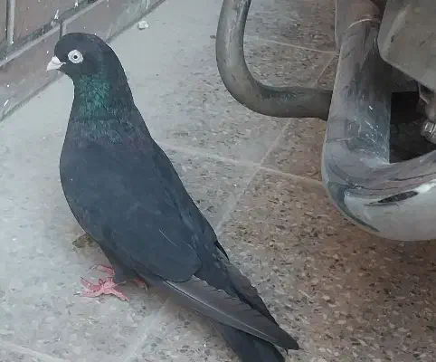 کفتر|پرنده|خمینیشهر, |دیوار