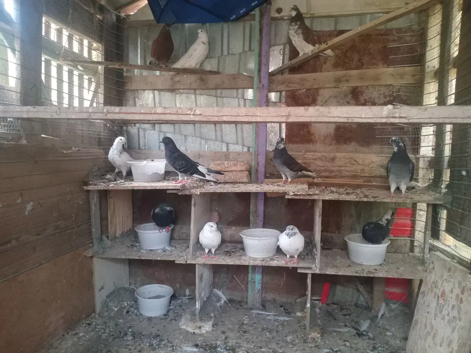 همه حیوان یکجا بع فروش میرسد|پرنده|گمیشان, |دیوار