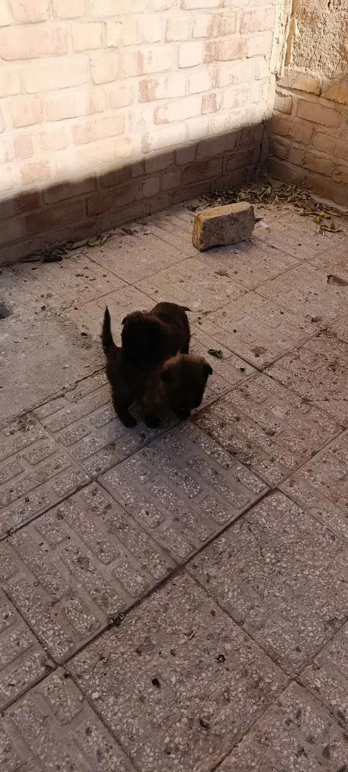 سگ مالینویز|سگ|زارچ, |دیوار