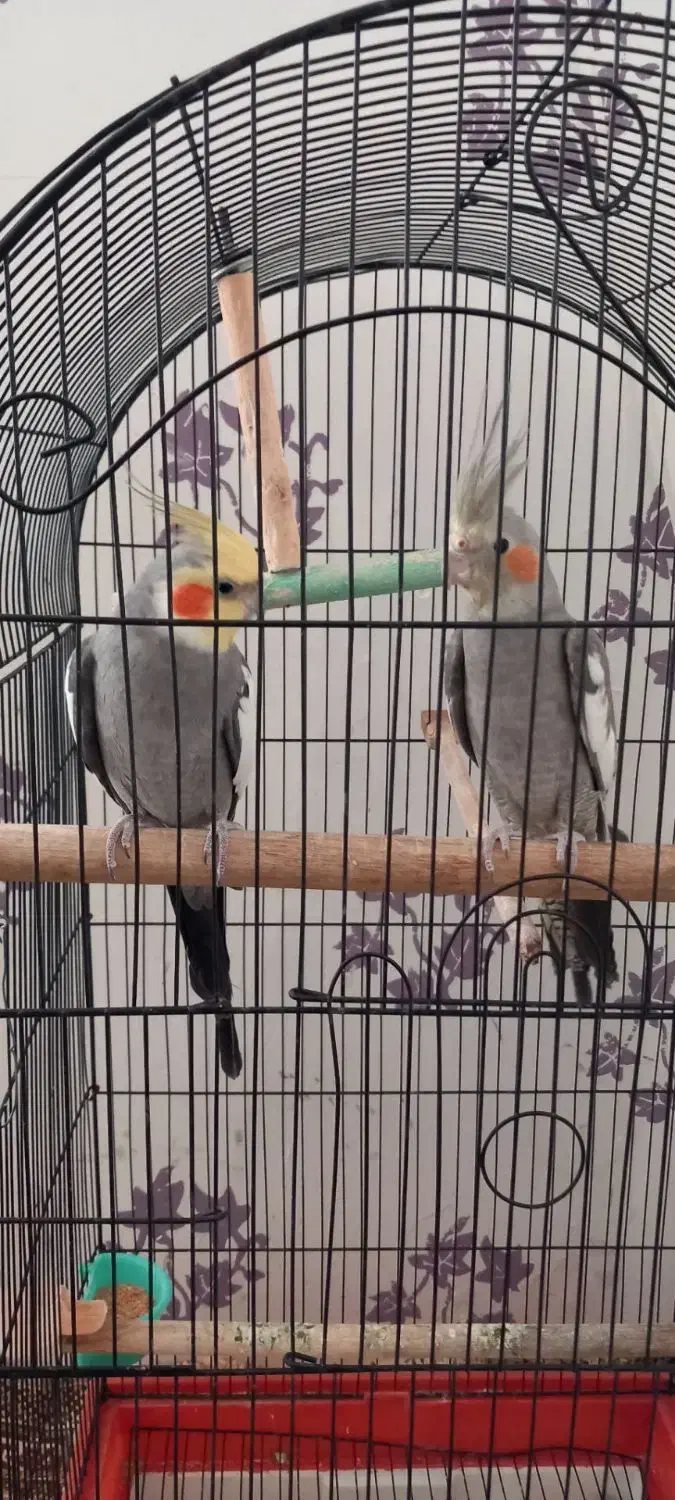 عروس هلندی|پرنده|مشهد, شهید قربانی|دیوار