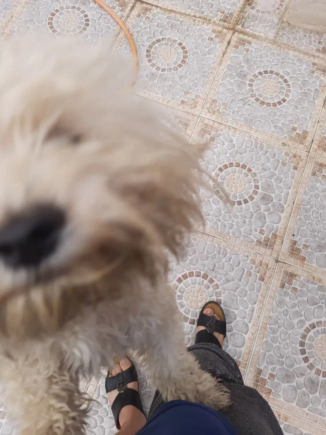 سگ باحال|سگ|مسجد سلیمان, |دیوار