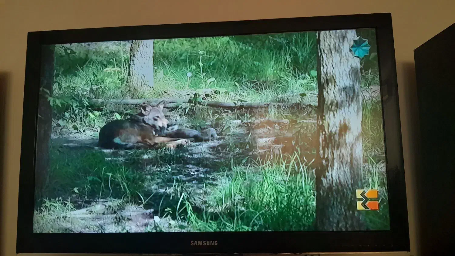 تلویزیون سامسونگ.۴۳ اینچ .ال سی دی.فلش خور .سالم|تلویزیون و پروژکتور|میانه, |دیوار