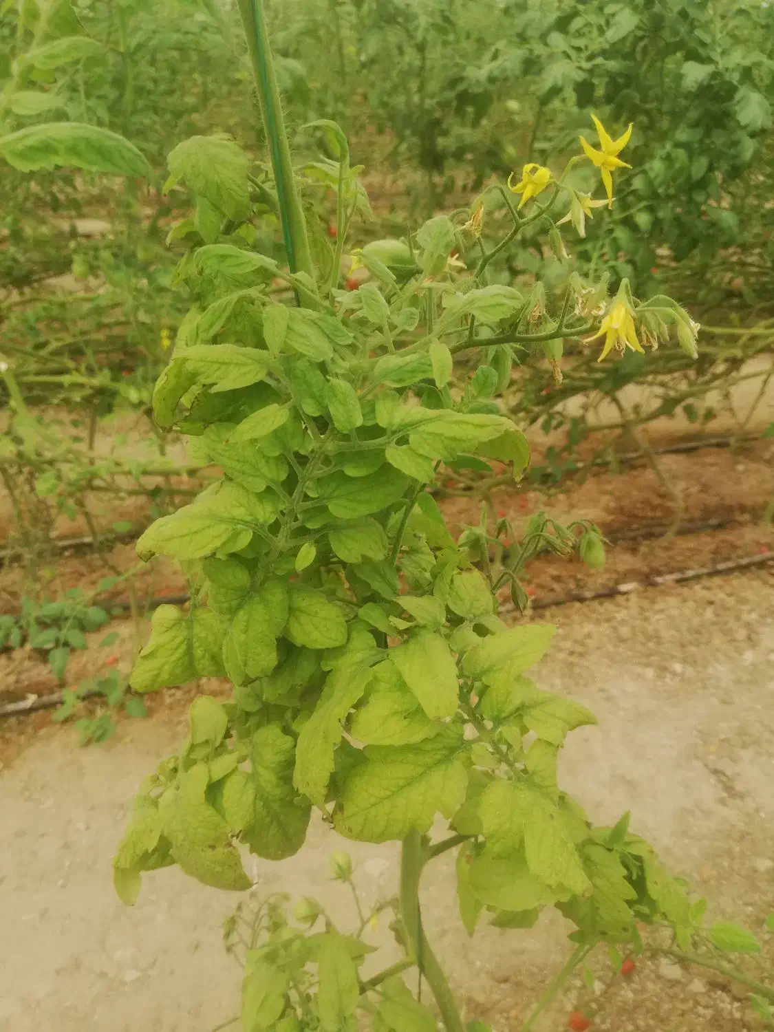 استخدام نیروی خانم برای گلخانه|استخدام صنعتی، فنی، مهندسی|بیرجند, |دیوار