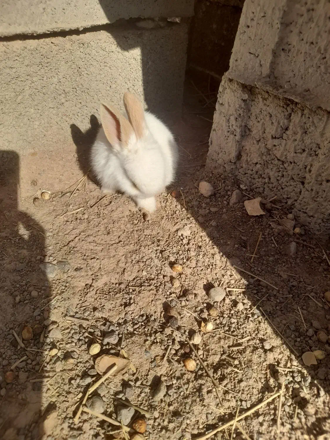 بچه خرگوش لپ|موش و خرگوش|رفسنجان, |دیوار