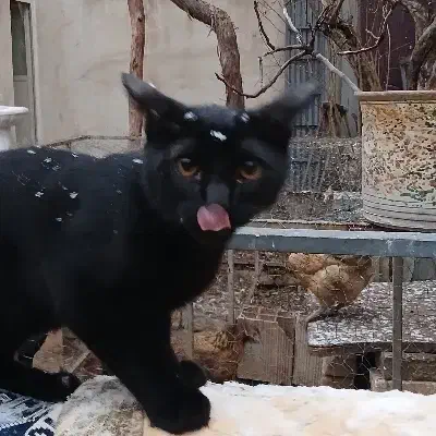 گربه dsh|گربه|ری, اقدسیه|دیوار