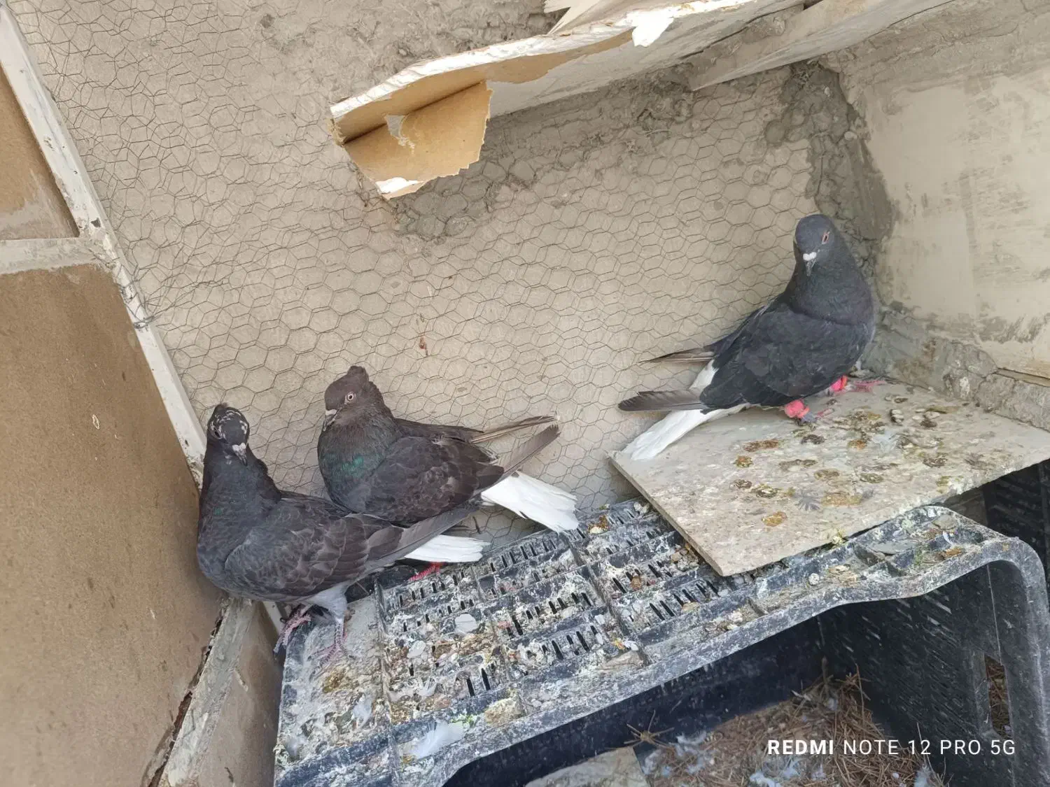 کبوتر فروشی|پرنده|فردوس (خراسان), |دیوار