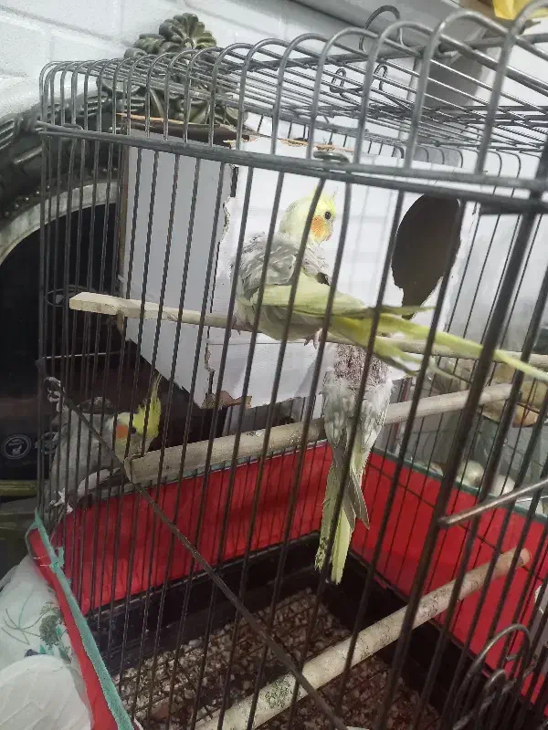 پرنده عروس|پرنده|همدان, |دیوار