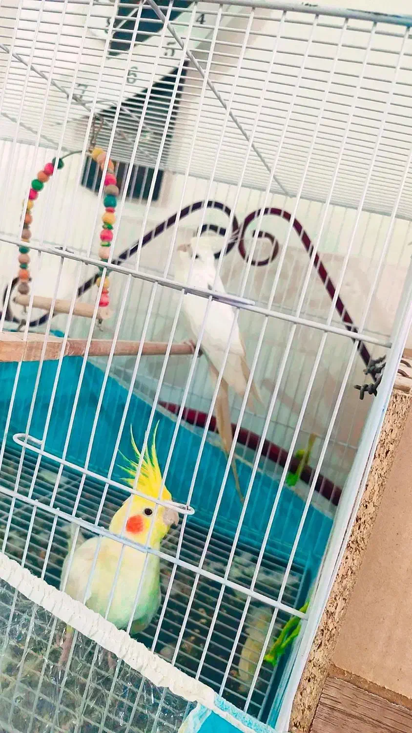 عروس هلندی|پرنده|مینودشت, |دیوار