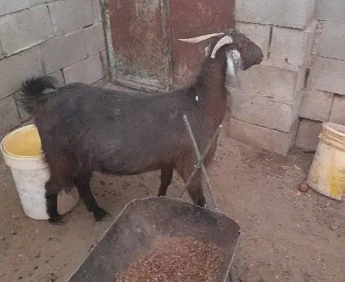 بز پاکستانی|حیوانات مزرعه|شهرضا, |دیوار