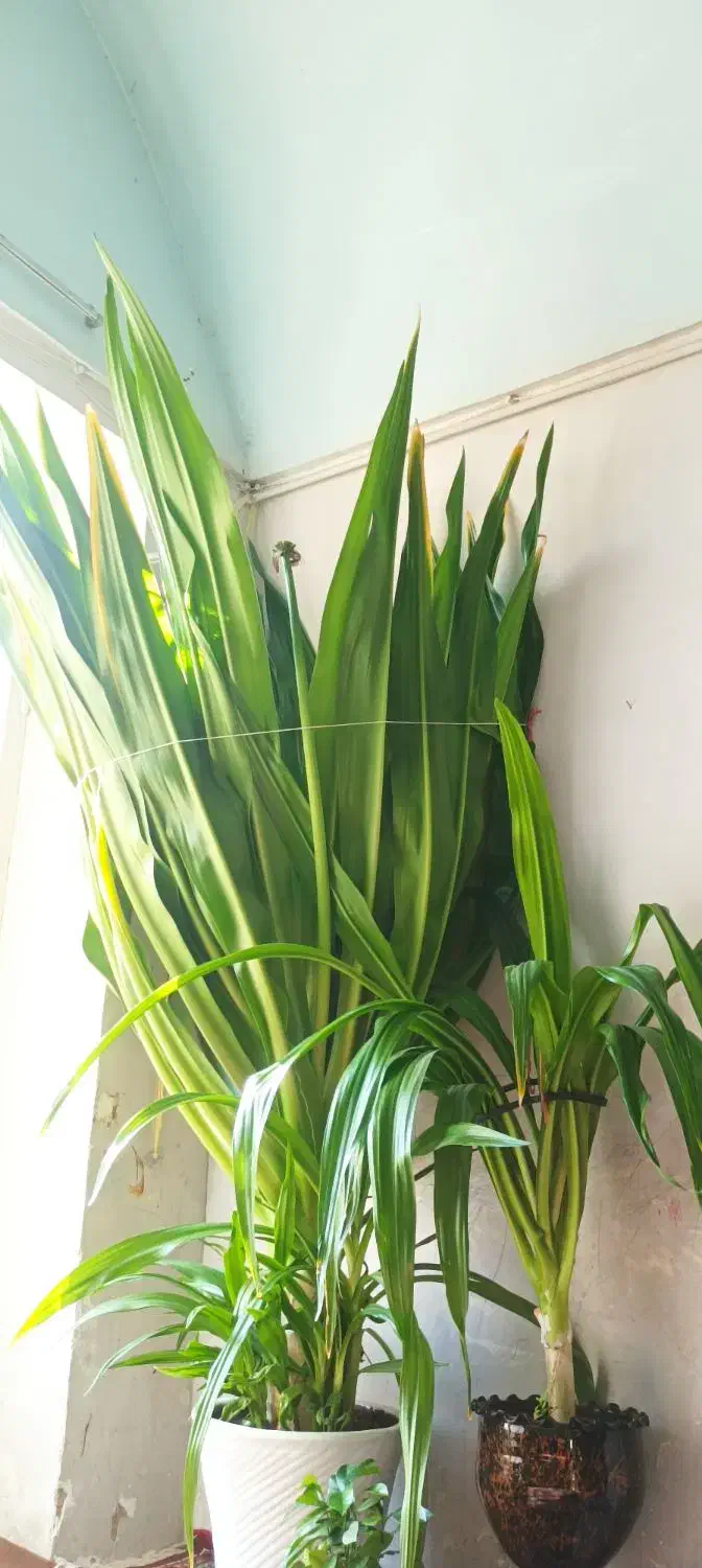 گلسوسن|گل و گیاه طبیعی|مهریز, |دیوار