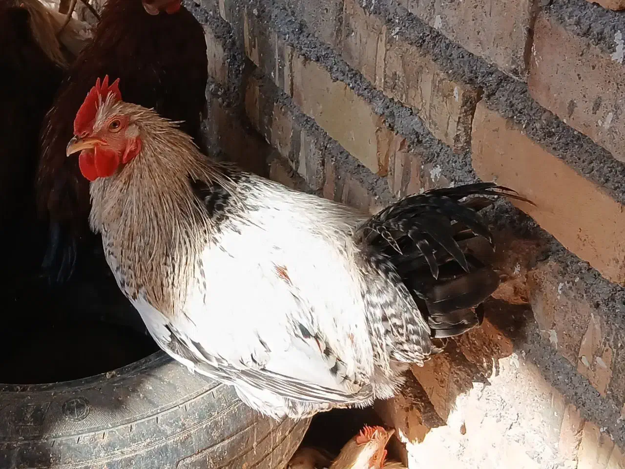 تخم بوقلمون نطفه دار تازه خروس جوان بوقلمون جفتی|حیوانات مزرعه|کاشان, مشکات|دیوار