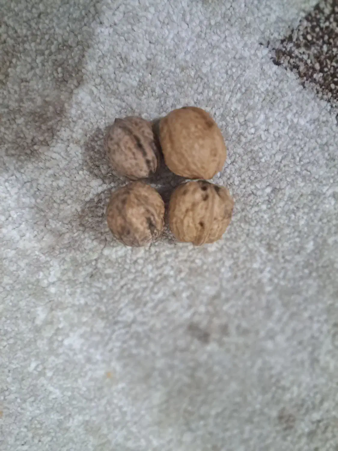 بادام درختی و گردو امسالی قوچان|خوردنی و آشامیدنی|مشهد, شهید قربانی|دیوار