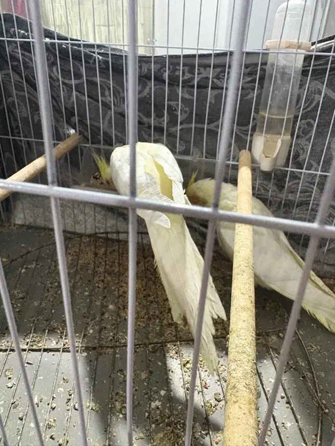 یک جفت عروس هلندی|پرنده|رشت, پل تالشان|دیوار