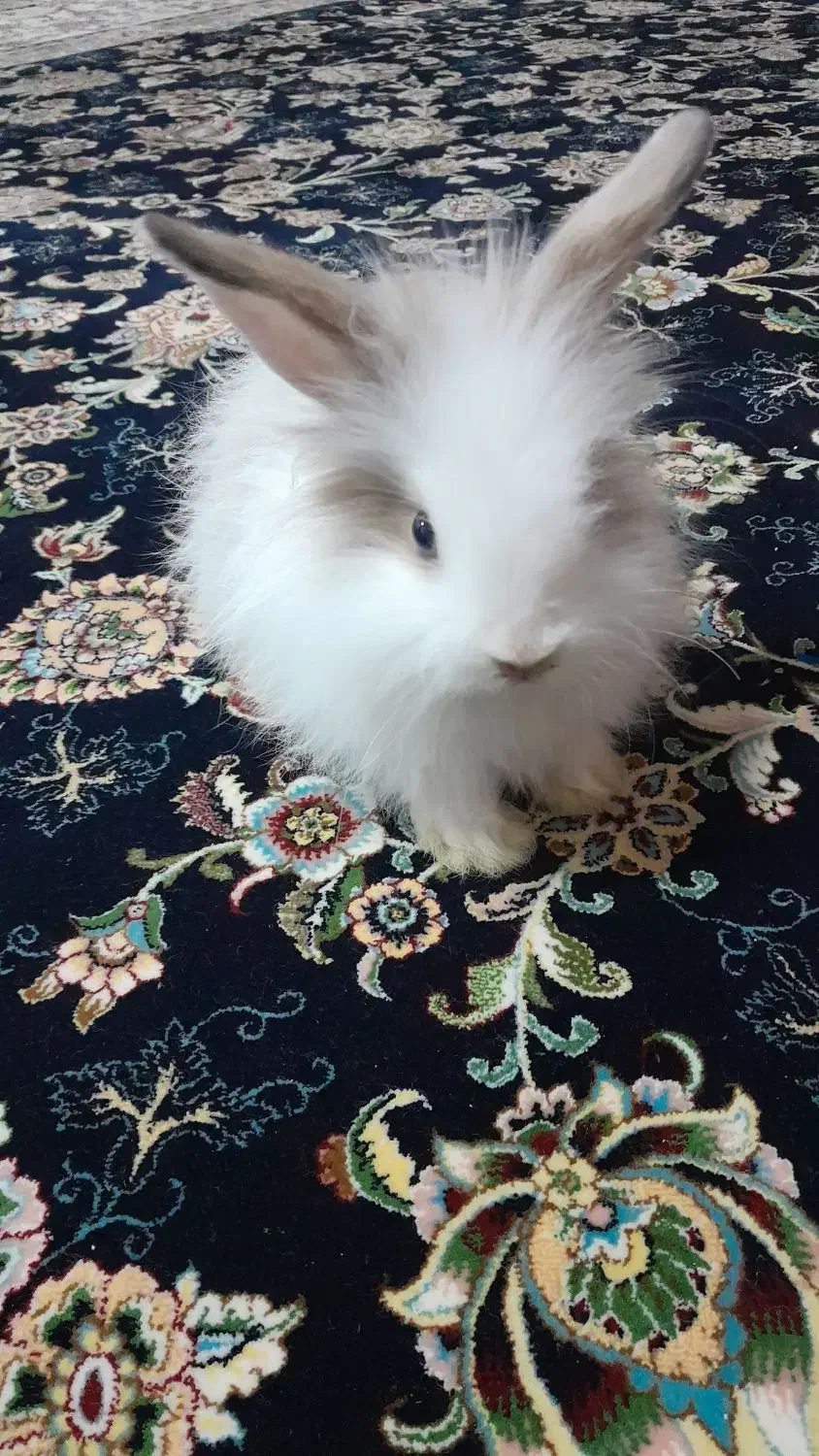 خرگوش لپ|موش و خرگوش|اندیمشک, |دیوار