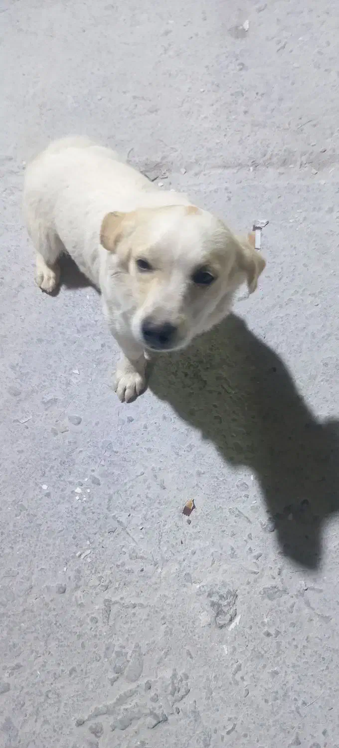 سگ پاکوتاه روباهی|سگ|یزد, |دیوار