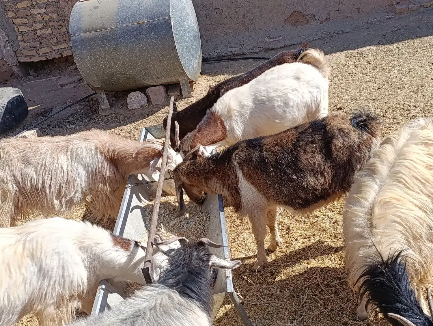 بزه دورگ|حیوانات مزرعه|سده (خراسان جنوبی), |دیوار