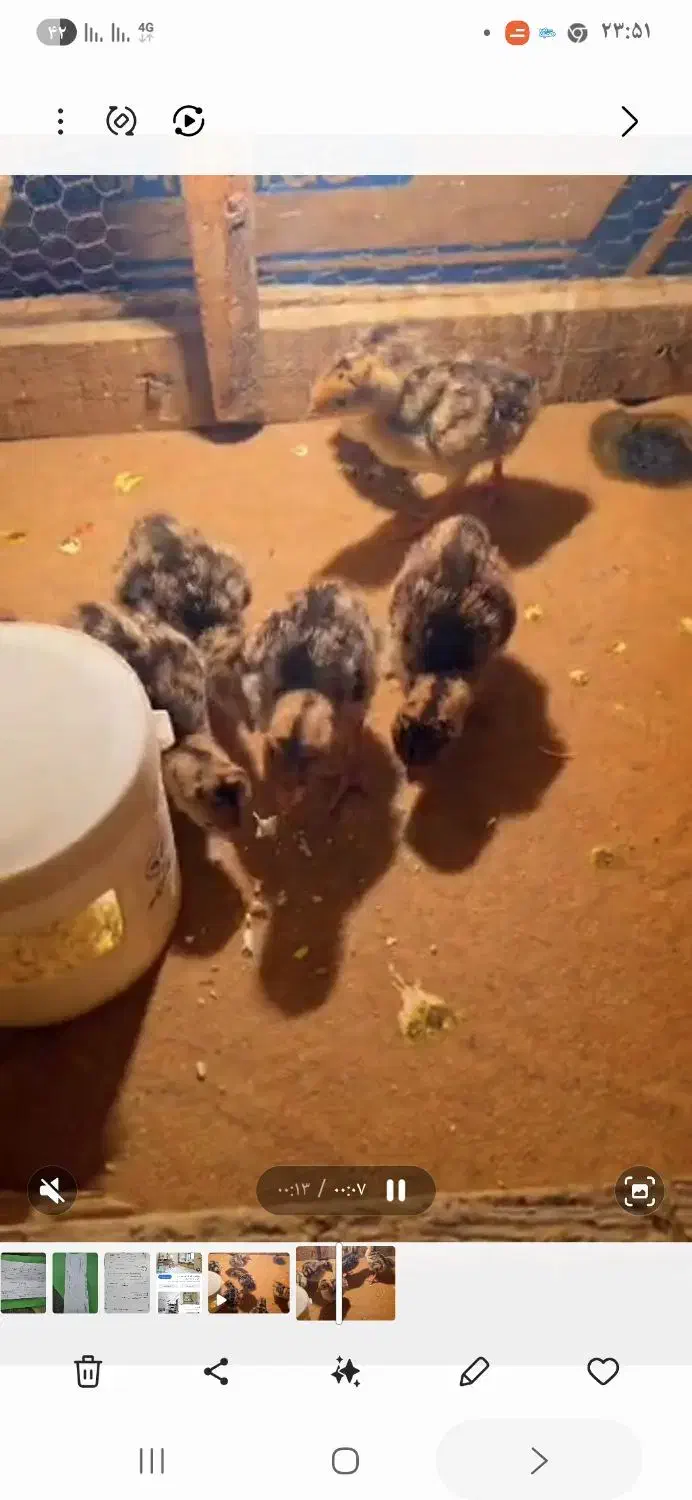 جوجه بوقلمو|حیوانات مزرعه|یزد, |دیوار