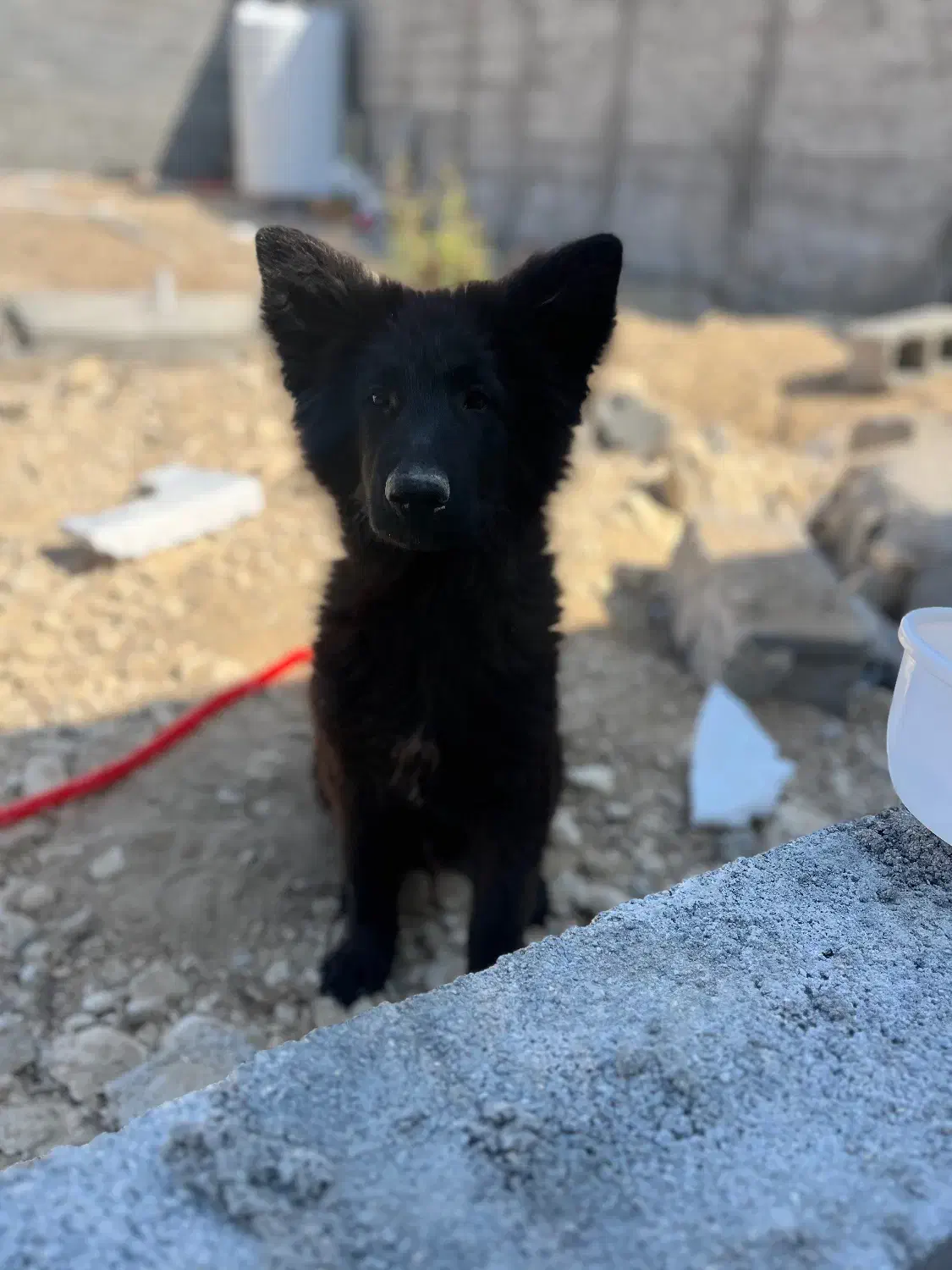 سگ‌ نژاد ژرمن|سگ|جم, |دیوار