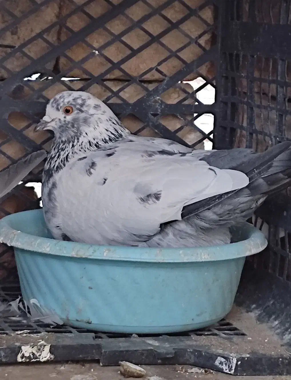 کفتر پرشی|پرنده|ساوه, |دیوار