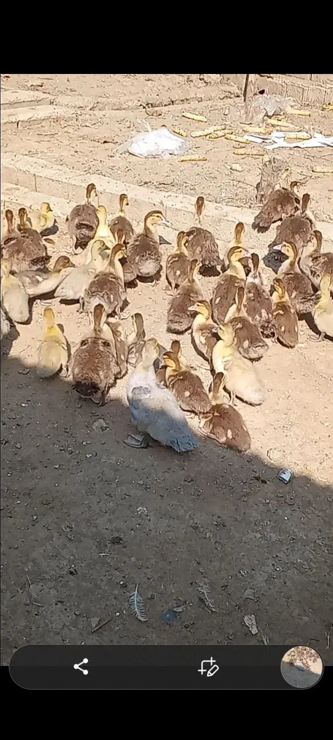 جوجه اردک خارجی رنگ خاص شکلاتی|حیوانات مزرعه|کیاکلا, |دیوار