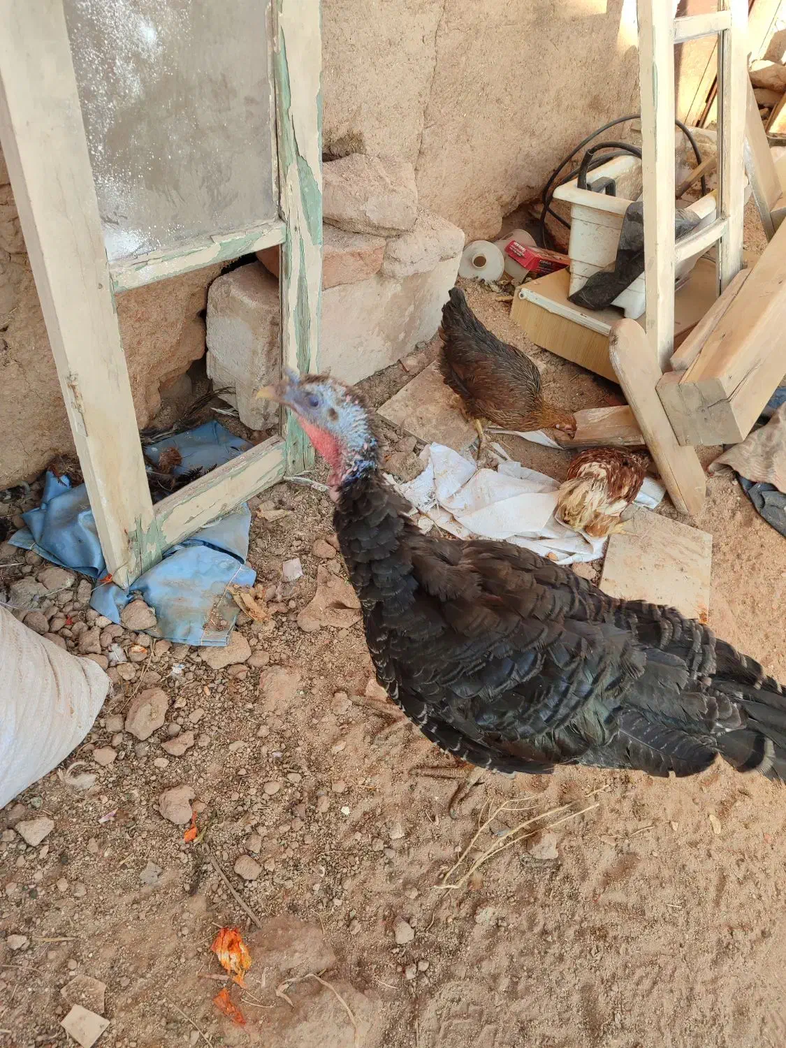 یک عدد بوقلمون ماده|حیوانات مزرعه|یزد, |دیوار