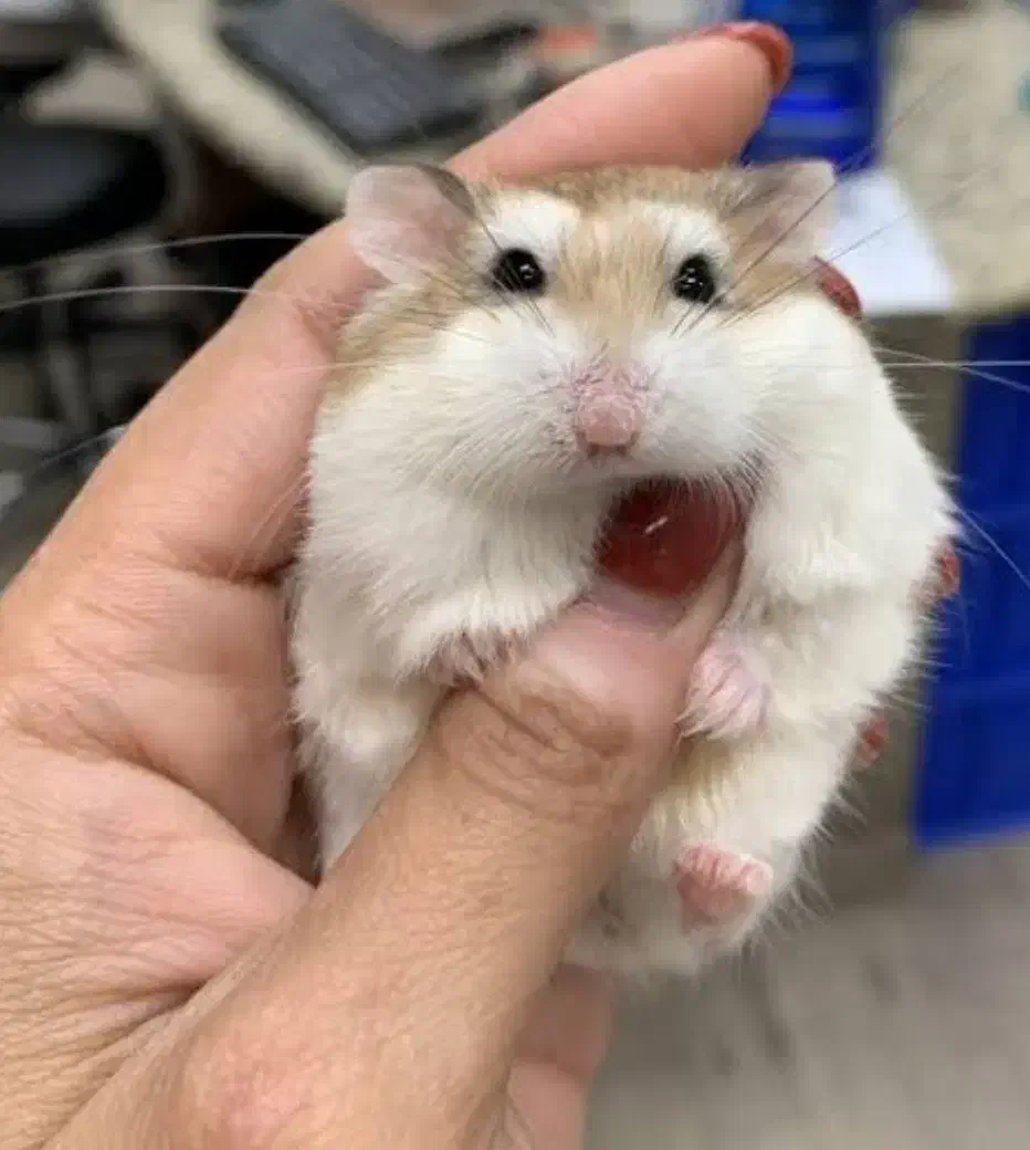 دنیایی همستر واکسینه انگل تراپی تخصصی ترین مجموعه|موش و خرگوش|اصفهان, نقش جهان|دیوار