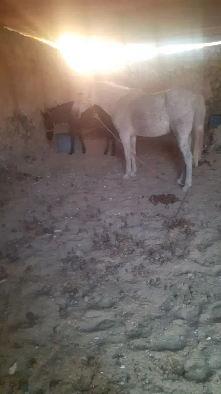 مادیان قاطر آبستن ۷ساله|اسب و تجهیزات اسبسواری|ملکشاهی, |دیوار