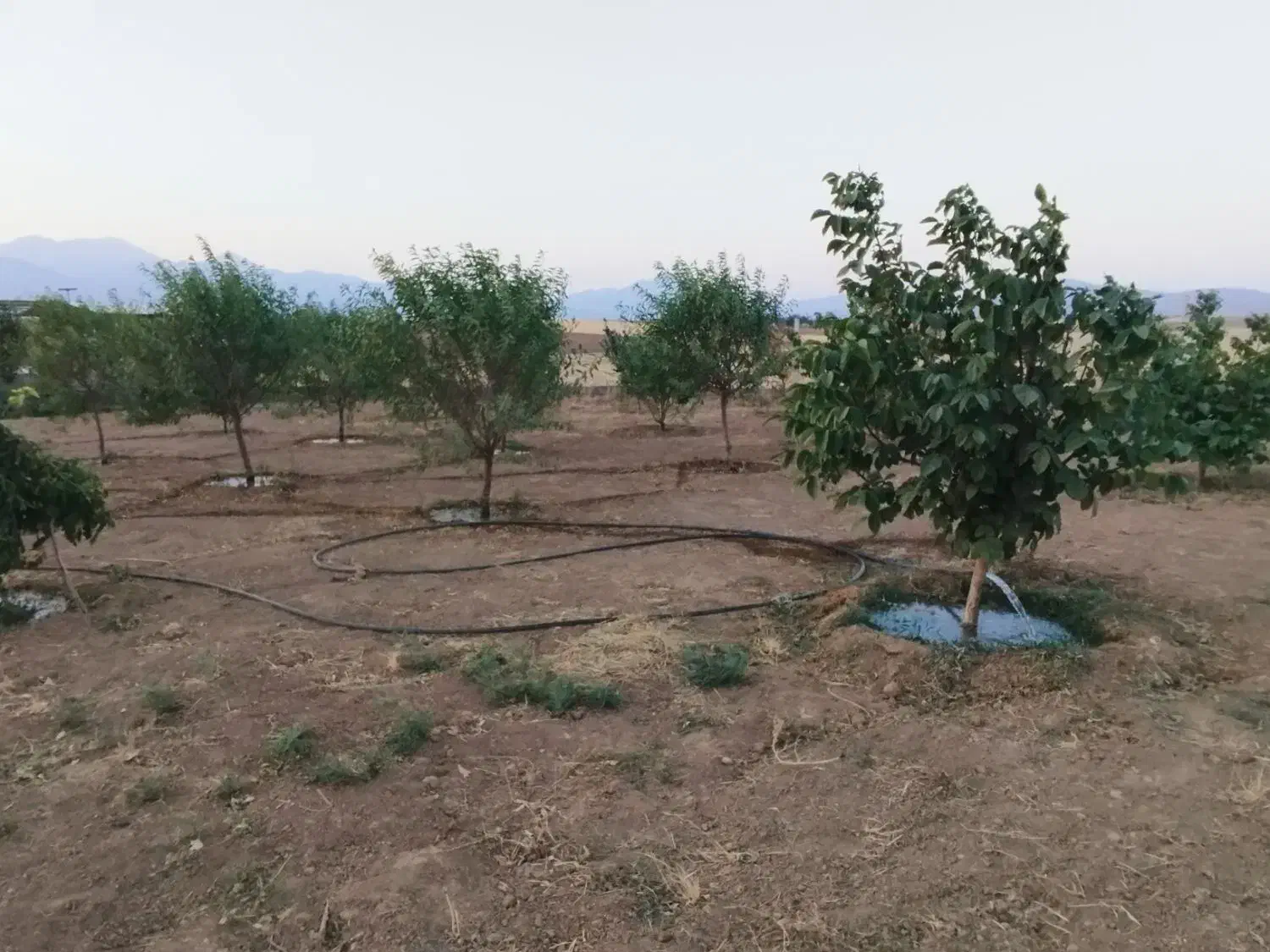 فروش باغ|فروش خانه و ویلا|صالح آباد, |دیوار