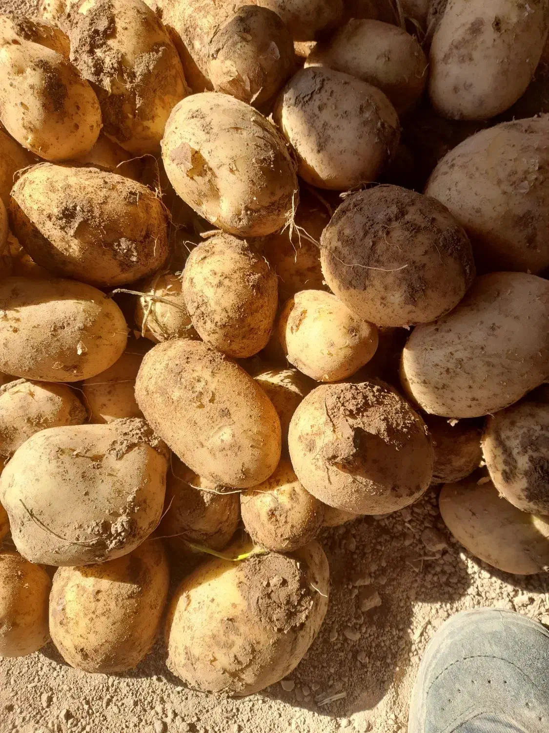 سیب زمینی جعلی خوراکی|خوردنی و آشامیدنی|قیدار, |دیوار