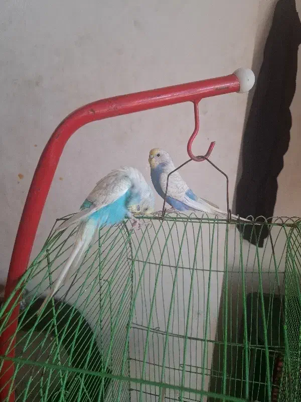 فروش مرغ عشق|پرنده|قائمشهر, |دیوار