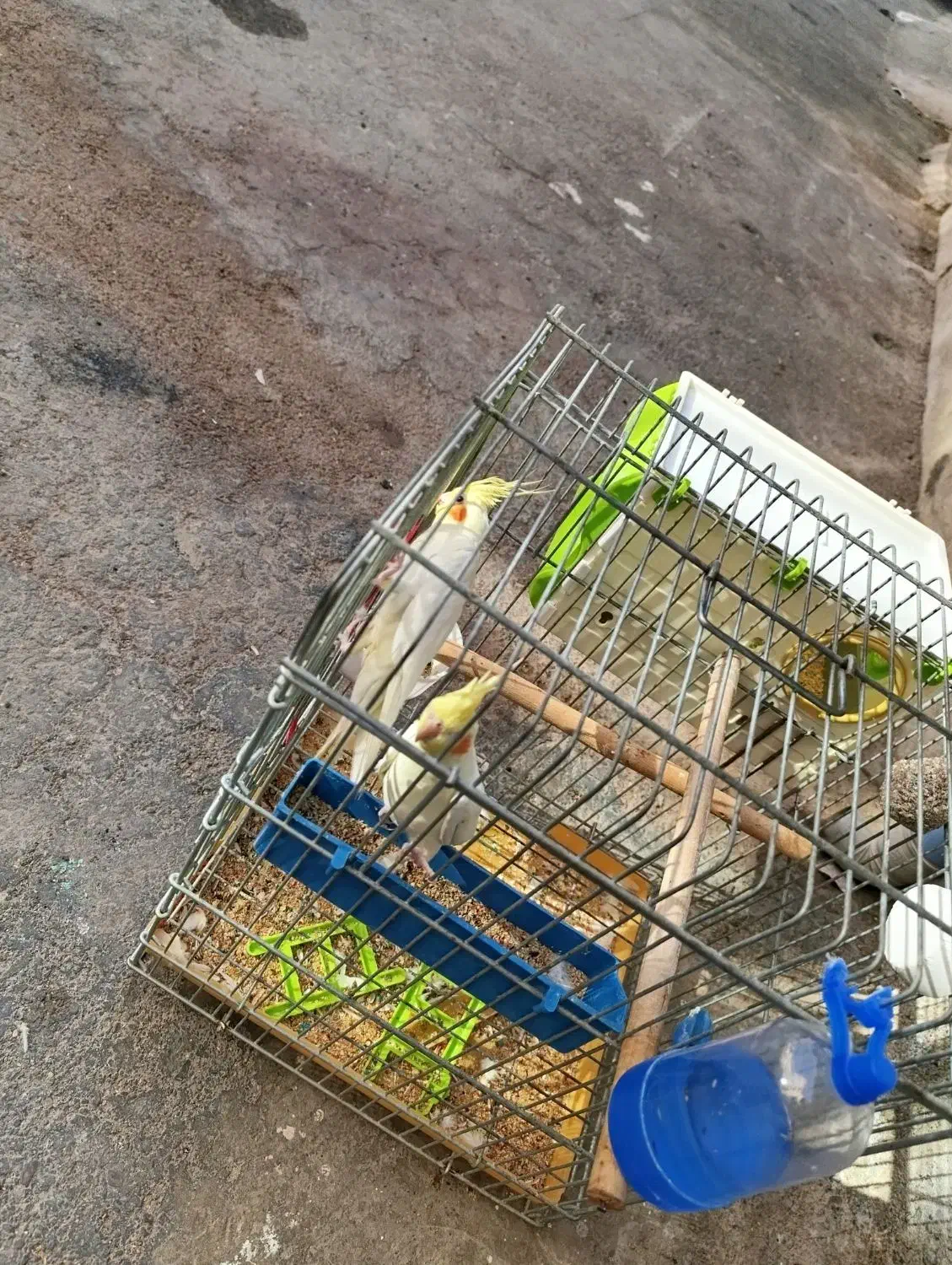 یک جفت عروس هلندی لوتینو|پرنده|محمدشهر, کوی بهار|دیوار