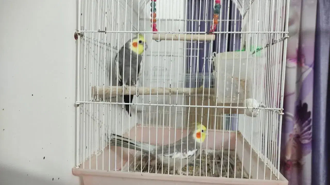 عروس هلندی|پرنده|مینودشت, |دیوار