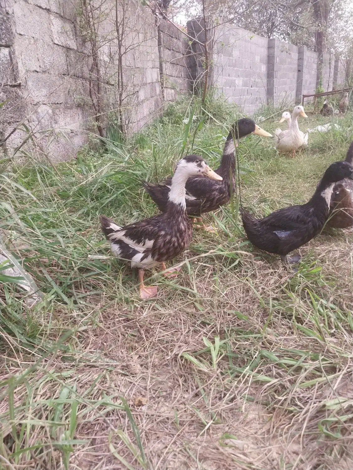 پنچ عدد اردک محلی|حیوانات مزرعه|لولمان, |دیوار