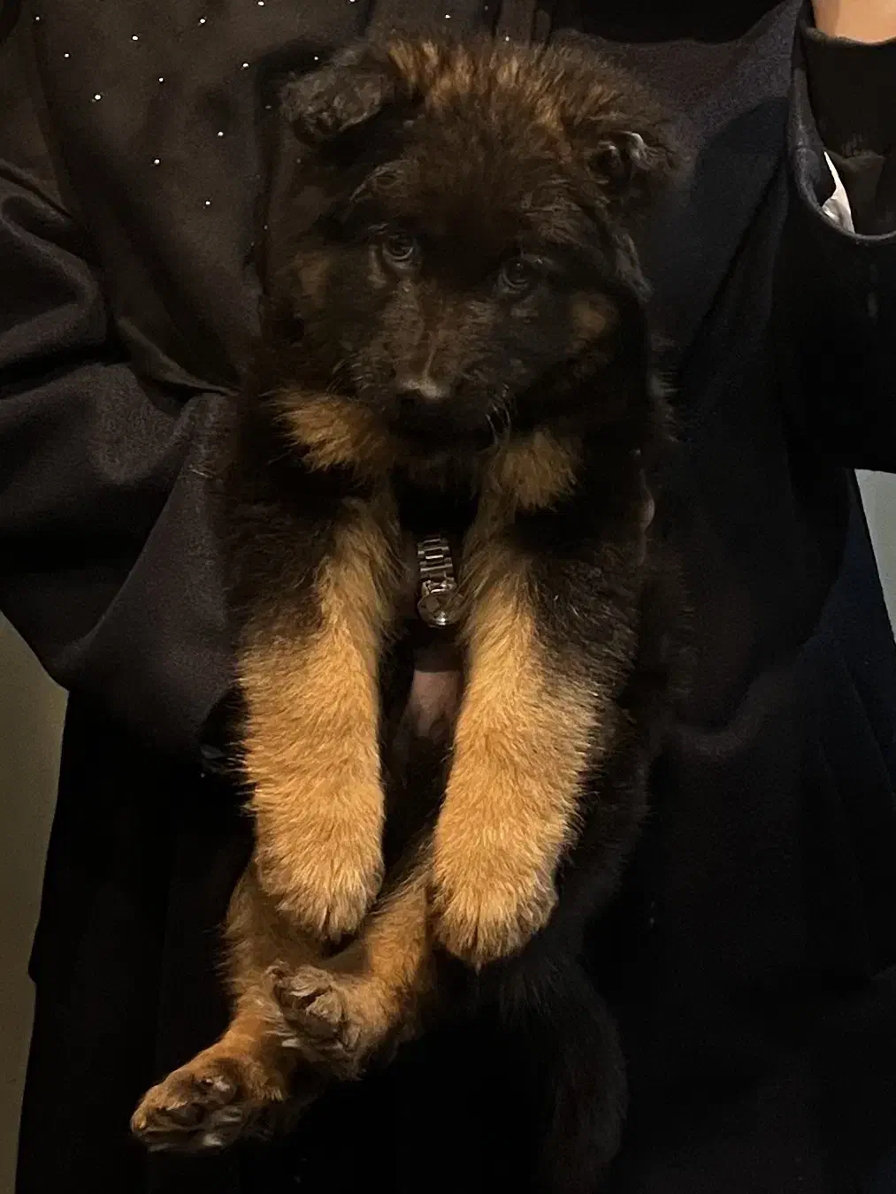 سگ ژرمن شپرد شولاین شاه توله|سگ|تهران, قبا|دیوار