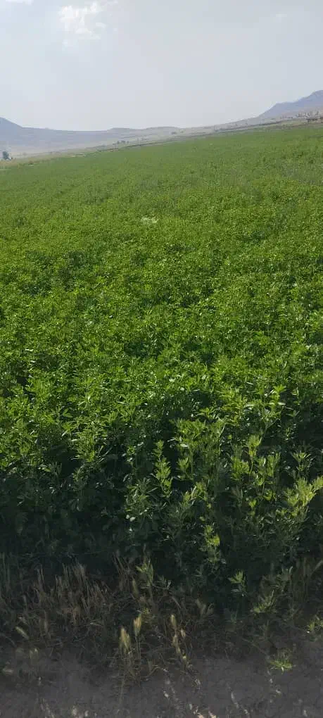یونجه خشک چین چهار 1000من کا لوبیا هم موجوده 400|خدمات باغبانی و درختکاری|لردگان, |دیوار