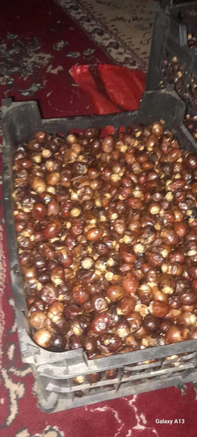 خرما .رطب|خوردنی و آشامیدنی|اهواز, شهرک رزمندگان|دیوار