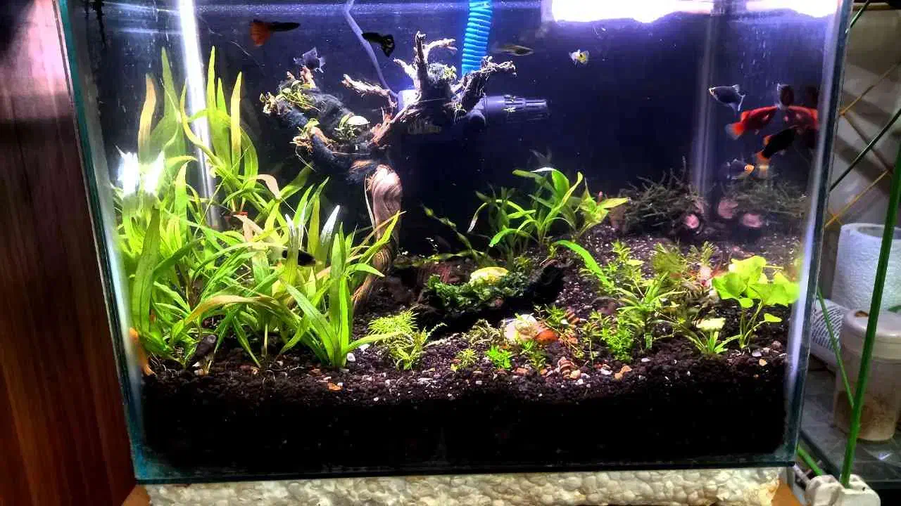 اکواریوم گیاه پلنت|ماهی|ملایر, |دیوار