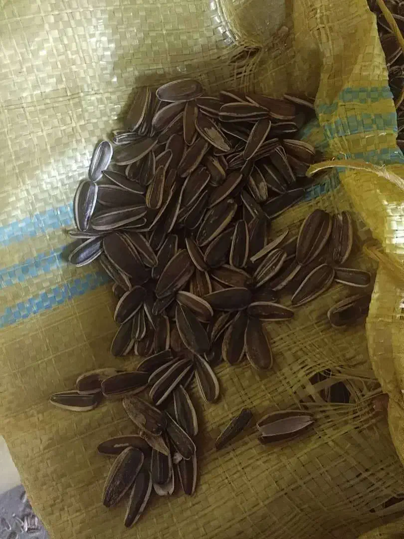 تخمه|لوازم جانبی حیوانات|تربت جام, معدآباد|دیوار