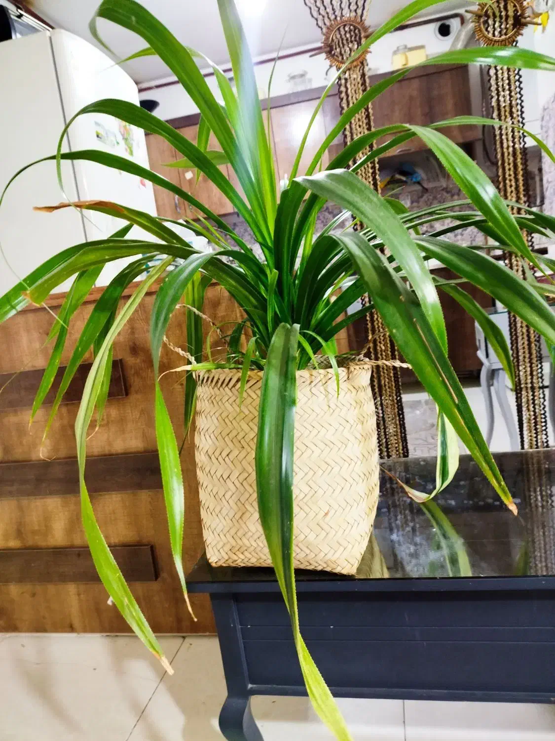 گل پاندانوس سالم|گل و گیاه طبیعی|مشهد, شهید قربانی|دیوار