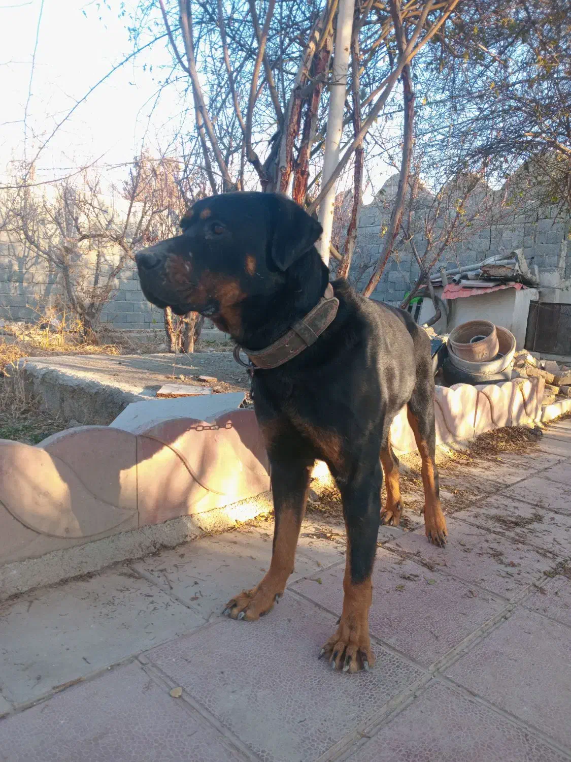 سگ نگهبان|سگ|شهریار, دهشاد پائین|دیوار