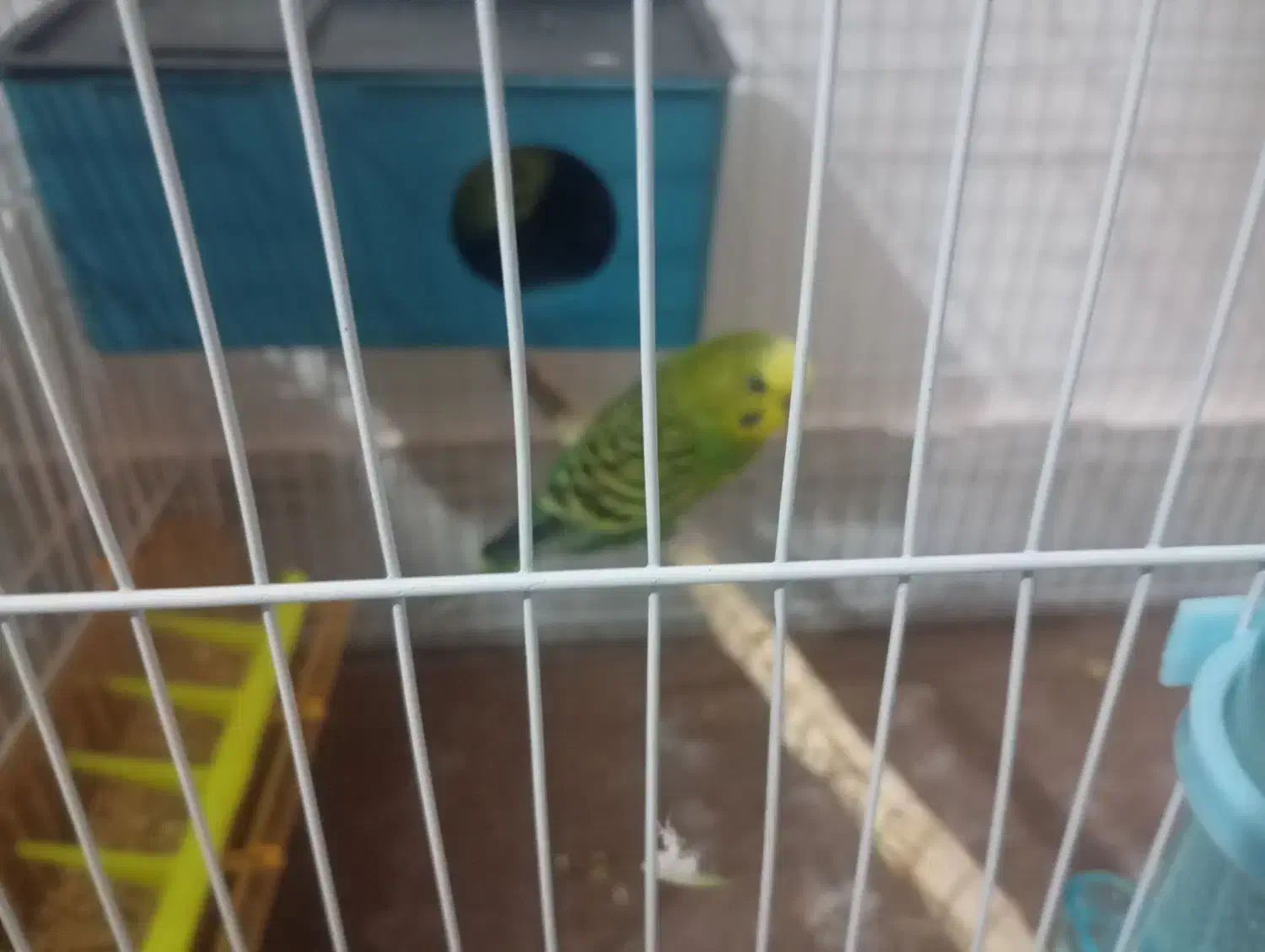 مرغ عشق جفت|پرنده|مشهد, قائم|دیوار