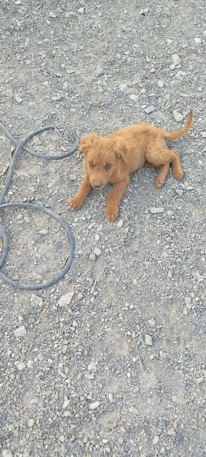 سگ پاکوتاه|سگ|زاهدان, |دیوار