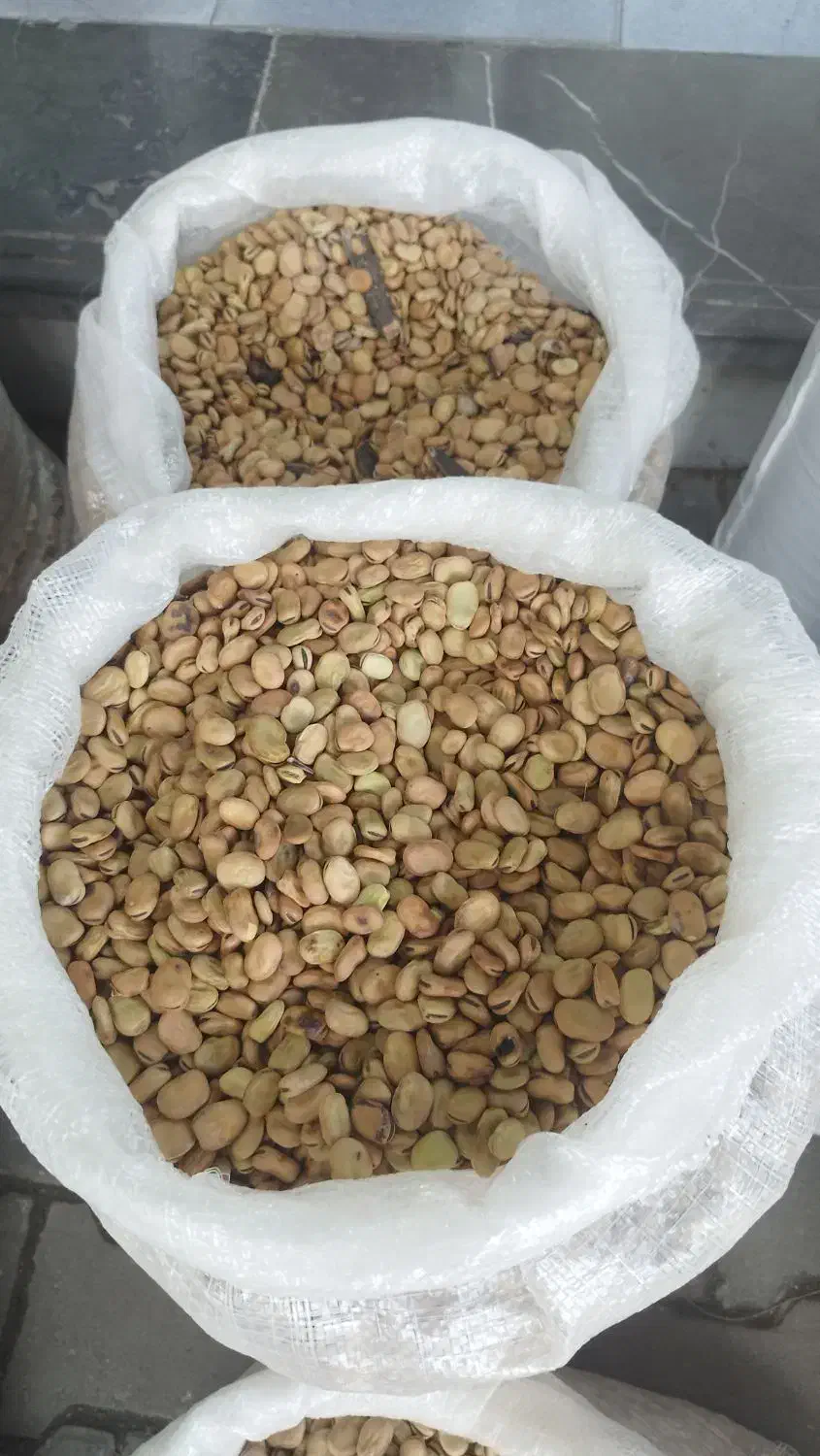 بذر باقلا رقم برکت کیلو 95|خدمات باغبانی و درختکاری|گرگان, |دیوار