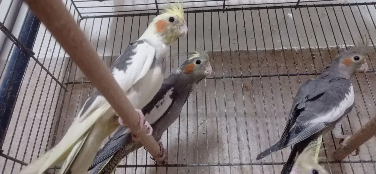 عروس هلندی|پرنده|قم, در بهشت|دیوار