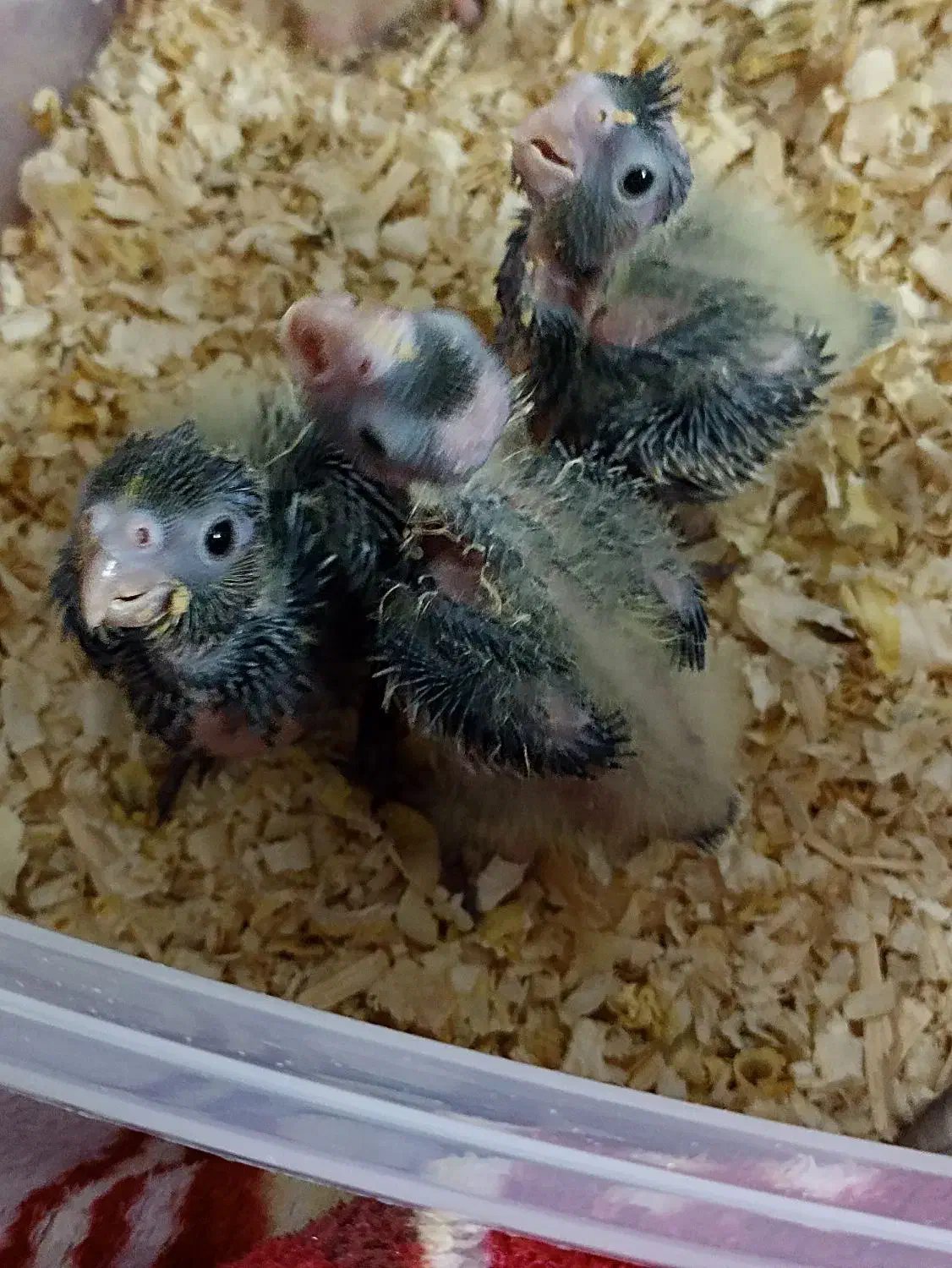 پرنده|پرنده|ری, دولت‌آباد|دیوار