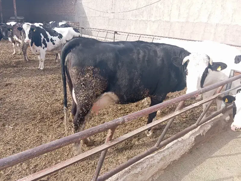 گاو شیری و گوساله|حیوانات مزرعه|قم, قلعه صدری|دیوار