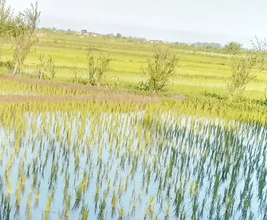 زمین مزروعی سند دار|فروش دفتر صنعتی، کشاورزی، تجاری|تالش, جوکندان|دیوار