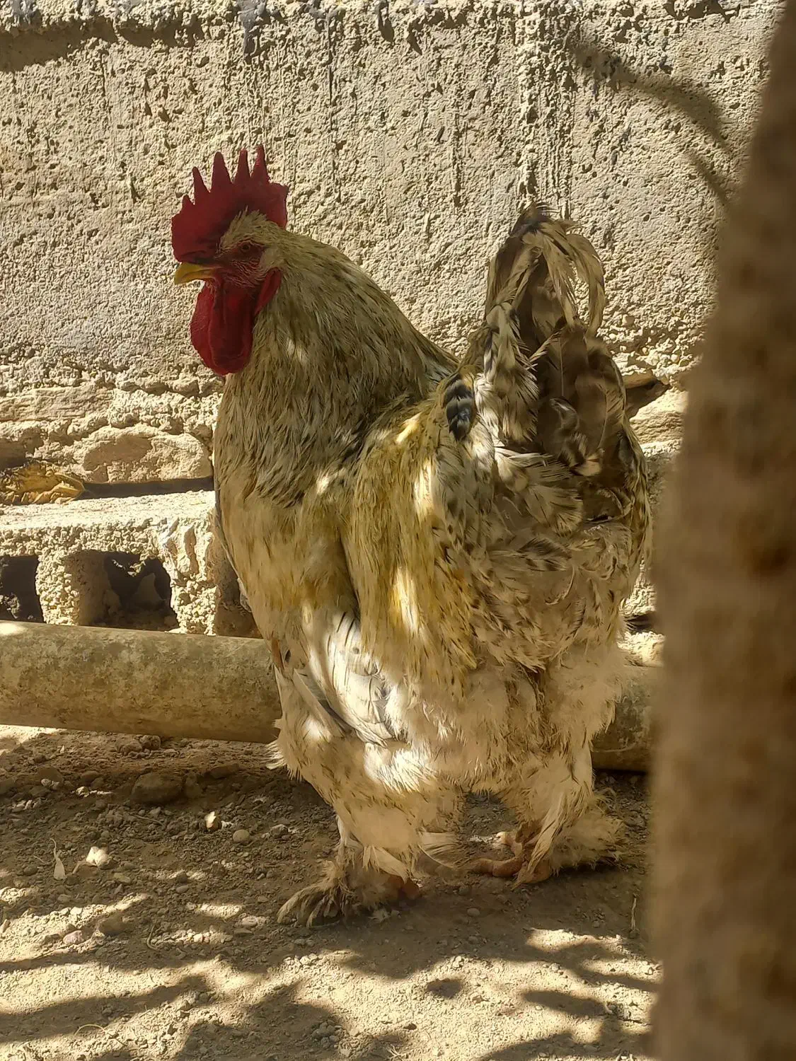 مرغ برهما|حیوانات مزرعه|سوسنگرد, |دیوار